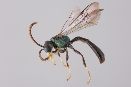 [Habralictus male (lateral/side view) thumbnail]